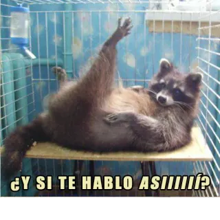 😏 ¿Y SI TE HABLO ASIIIIII? rakun, hewan, lucu, meme whatsapp sticker