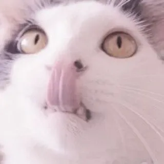 🐈 kot, zwierzę, zwierzak, liżący, słodki, śmieszny, język telegram sticker