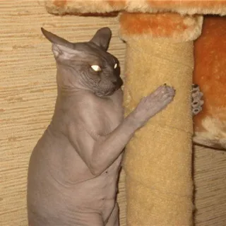 😾 gato, sphynx, gato sem pelo, animal de estimação, animal, mamífero, animal doméstico, árvore para gatos whatsapp sticker