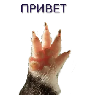 ✌ ПРИВЕТ hallo, poot, dier, groeten telegram sticker