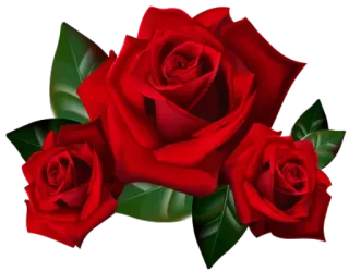 🌹 rose, flower, red, roses, floral, nature, plant telegram sticker
