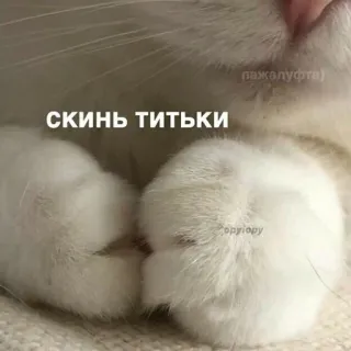 🙈 Скинь титьки 猫, 俄文文本, 冒犯 telegram sticker