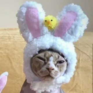😊 gatto, pasqua, coniglio, cappello, animale, animale domestico, carino telegram sticker