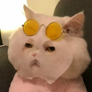 🌙 Katze, Sonnenbrille, süß, Haustier, Tier, lustig telegram sticker