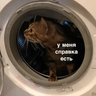 📃 у меня справка есть แมว, เครื่องซักผ้า, รัสเซีย, ใบรับรอง, อารมณ์ขัน telegram sticker