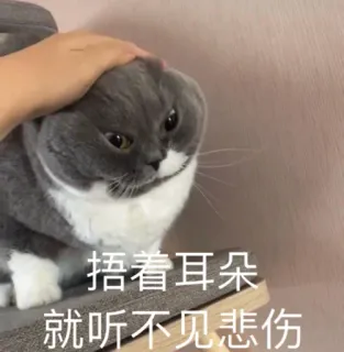 🙉 捂着耳朵朵
就听不见悲伤 gato, orejas, tristeza, chino, texto, gato gris telegram sticker
