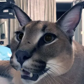 😨 Floppa каракал, кот, флоппа, большой флоппа, животное, мем telegram sticker