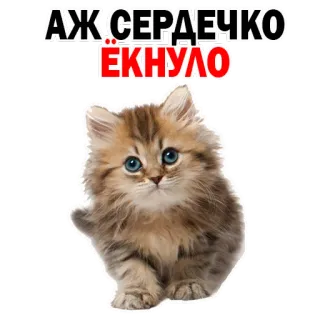 😒 АЖ СЕРДЕЧКО ЁКНУЛО gato, gatinho, fofo, animal de estimação, animal, fofo whatsapp sticker