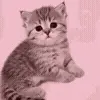 🐱