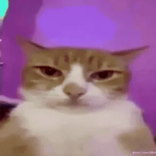 😎 kucing, hewan, meme, lucu, peliharaan, kucing telegram sticker