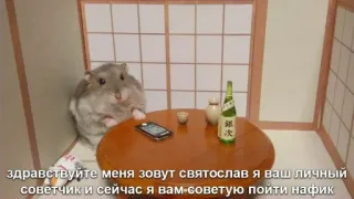 🖤 здравствуйте меня зовут святослав я ваш личный
советчик и сейчас я вам-советую пойти нафик hámster, mesa, botella, habitación, interior whatsapp sticker