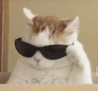 🐈 chat, lunettes de soleil, cool, animal, animal de compagnie whatsapp sticker