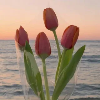 🌷 tulip, bunga, buket, alam, pantai, matahari terbenam, bunga telegram sticker