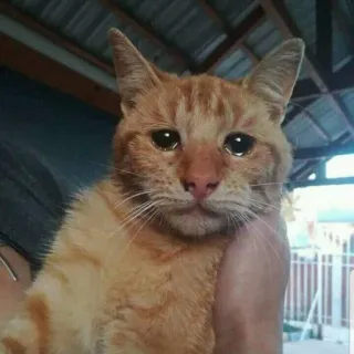 😢 кошка, рыжий полосатый кот, домашнее животное, животное telegram sticker
