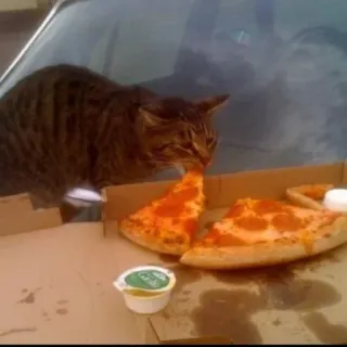 🍕 gatto, pizza, cibo, animale, animale domestico, mangiare, pranzo telegram sticker