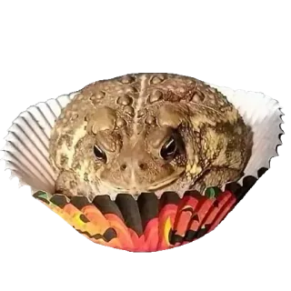 ❤️ sapo, rã, animal, cupcake, anfíbio, engraçado, fofo whatsapp sticker