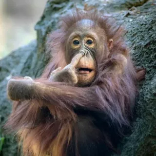 🤪 orango, scimmia, scimmia antropomorfa, animale, fauna selvatica, primate whatsapp sticker