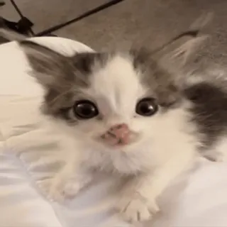 😼 mèo con, mèo, dễ thương, thú cưng, động vật telegram sticker