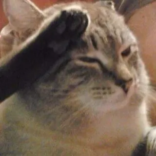 🫡 cat, animal, paw, facepalm, disappointed telegram sticker