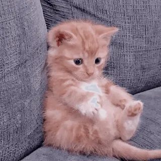 🐈‍⬛️ kitten, cat, cute, pet, animal, orange, domestic cat, feline telegram sticker