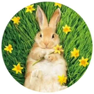 😍 rabbit, bunny, flowers, daffodils, spring, cute, grass, animal telegram sticker