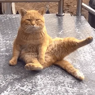🙋♂️ Katze, Tier, lustig, orange, Haustier, Meme telegram sticker