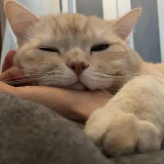 🪐 cat, pet, animal, cute, domestic cat, feline, mammal telegram sticker