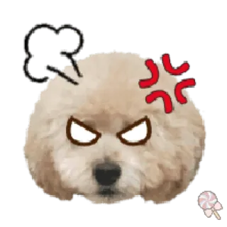 🐶 собака, злой, милый, питомец, пудель telegram sticker