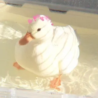 🦆 pato, animal, pássaro, água, fofo, corações telegram sticker