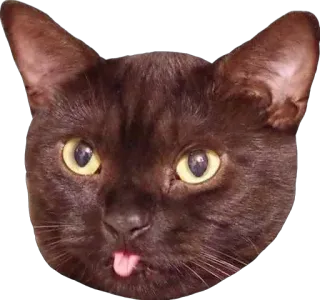😛 고양이, 동물, 귀여운, 애완 동물, 혀 telegram sticker