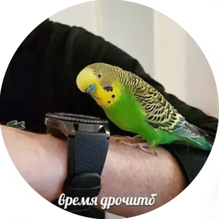 👌 время дрочить vogel, parkiet, groen, geel, huisdier telegram sticker