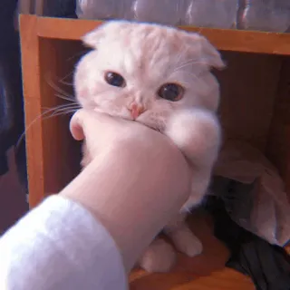 🧁 kot, kociak, zwierzę, zwierzak, scottish fold telegram sticker