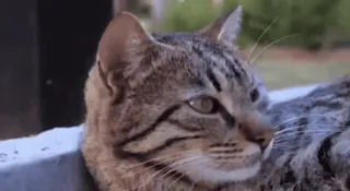 🐱 Katze, Tier, Haustier, Katzenartig, Säugetier whatsapp sticker