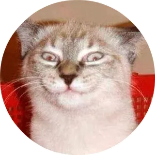 😗 chat, animal, drôle, mème telegram sticker
