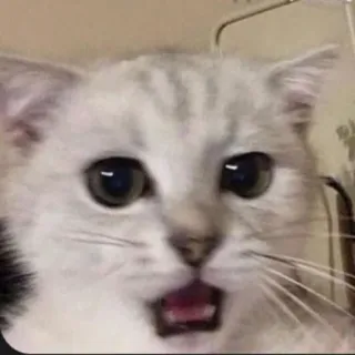 😨 แมว, สัตว์, มีม, ตกใจ, ประหลาดใจ telegram sticker