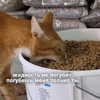 😋 жадность не погубит, погубишь меня только ты แมว, กิน, ความตะกละ, อาหาร, รัสเซีย, สัตว์เลี้ยง telegram sticker