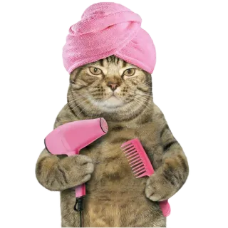 Goddamn cats whatsapp stickers
