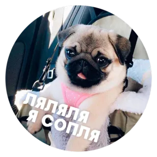 ☺️ ЛЯЛЯЛЯ Я СОПЛЯ 犬, パグ, かわいい, 動物, ペット telegram sticker