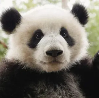 😐 panda, animal, bear, cute, wildlife, mammal telegram sticker