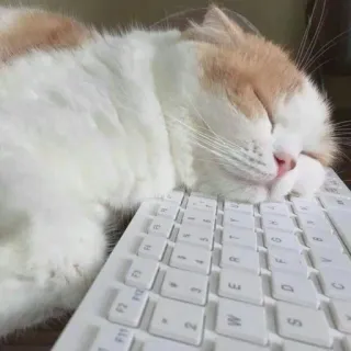 😴 Katze, schlafend, Tastatur, süß, Tier, Hauskatze telegram sticker