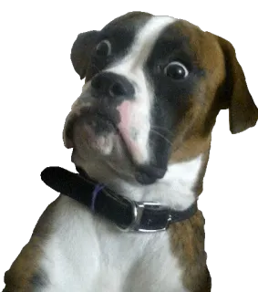 😧 chien, boxer, animal, animal de compagnie, chiot, mignon, drôle, portrait telegram sticker
