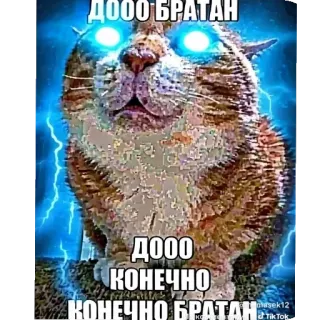 🖼 ДООО БРАТАН ДООО КОНЕЧНО КОНЕЧНО БРАТАН whatsapp sticker