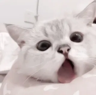 🐾 gato, animal, sorprendido, lindo, meme telegram sticker