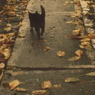 🎀 cat, black cat, leaves, autumn, walking whatsapp sticker