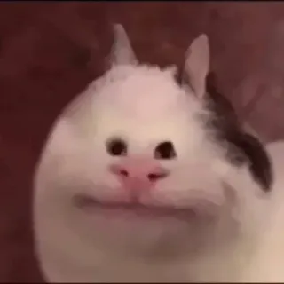 😶 кот, белуга, мем, животное, смешной, милый telegram sticker
