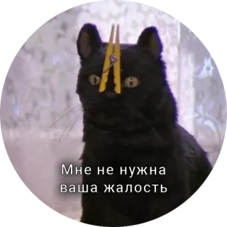 🤐 Мне не нужна ваша жалость 猫, 黒猫, 洗濯バサミ, ロシア, 動物 telegram sticker
