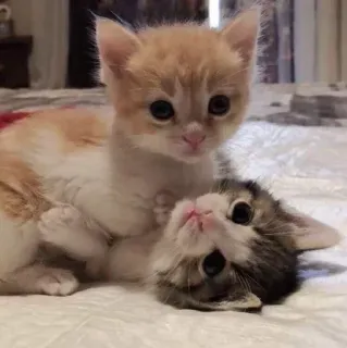 🥺 котята, кошки, животные, милые, питомцы telegram sticker