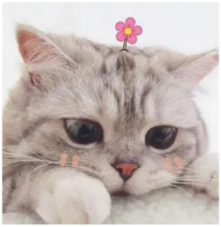 🥺 кот, котенок, питомец, животное, милый, цветок, каваи telegram sticker
