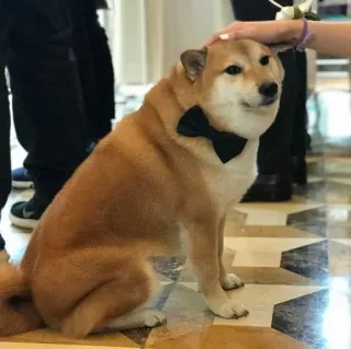 ❤️ dog, shiba inu, bow tie, cute, pet, animal, formal, wedding telegram sticker