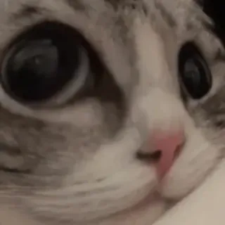 🙀 cat, animal, pet, closeup, cute, eyes whatsapp sticker